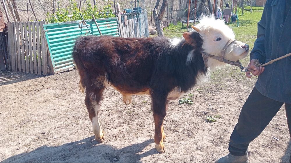 Теленок годовалый