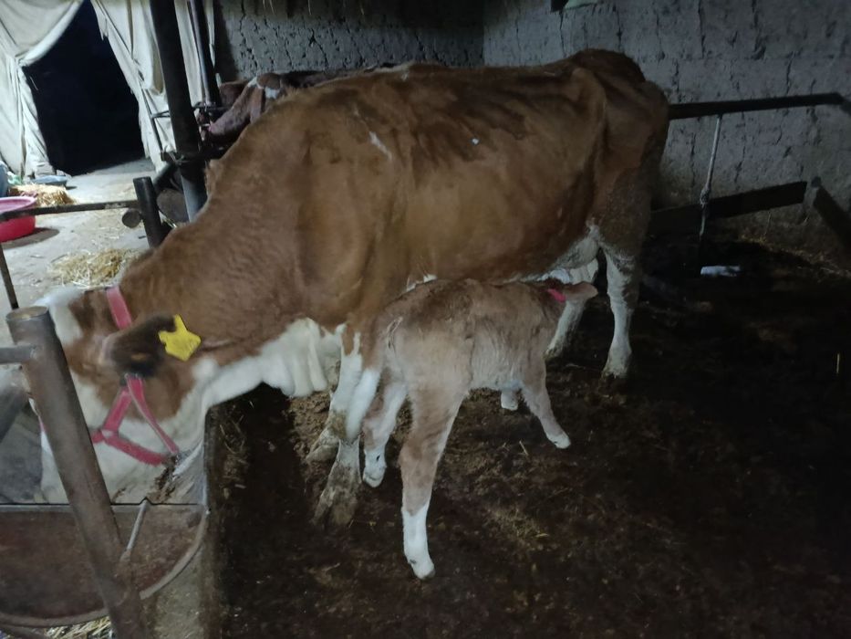 Сигир  она бола сотилади.Сименталь Австрийский