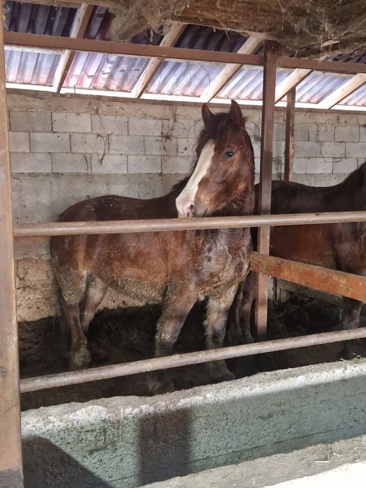 Бие кобыла тяжеловозы