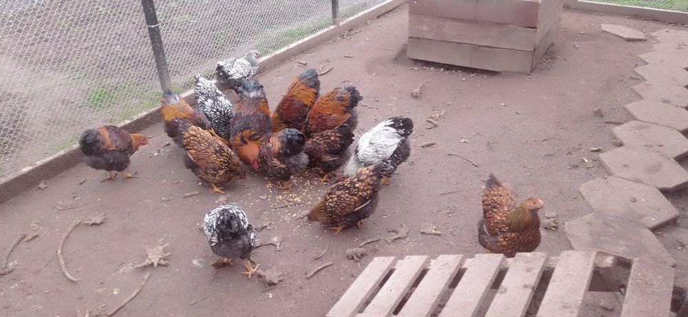 Петли на шест месеца