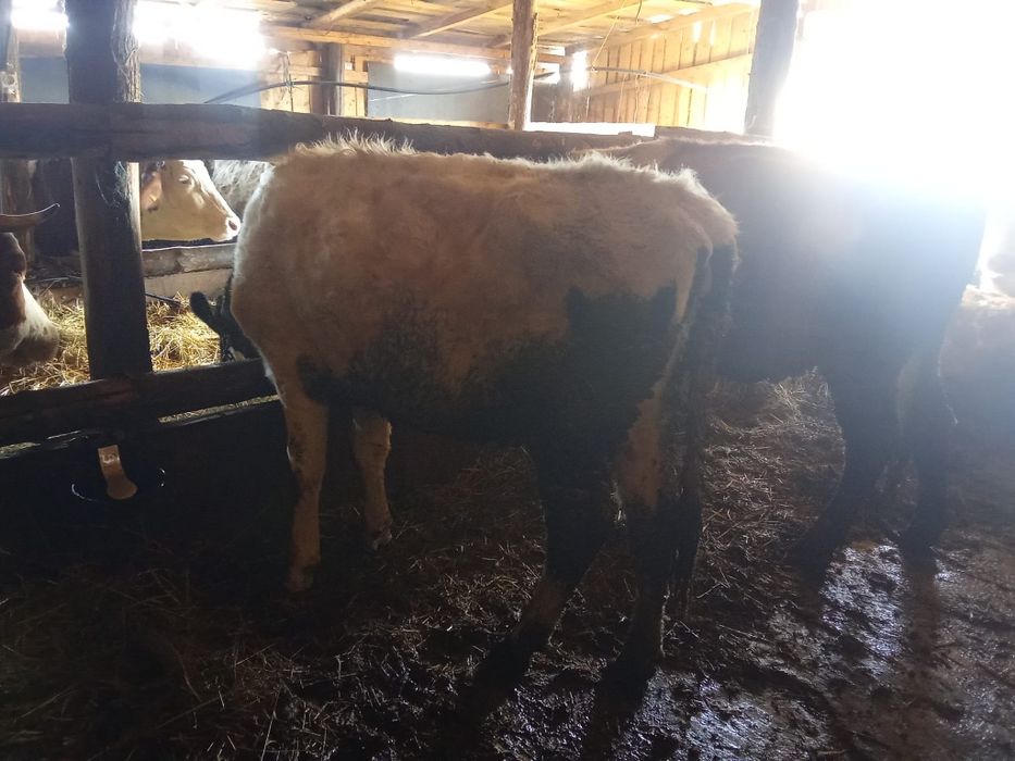 De vînzare junica bună de ținut