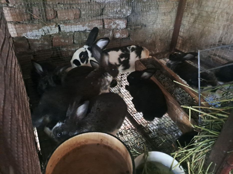 Зайци,Цика,Пеперуда,Червен Новозеландецц