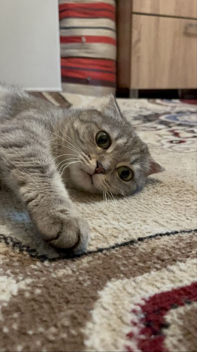 Отдам кошку девочку в добрые руки