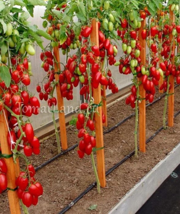 Продам рассаду помидоры джекпот
