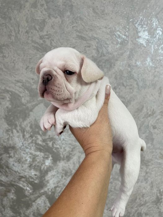 Французский бульдог какао мерле под кремом