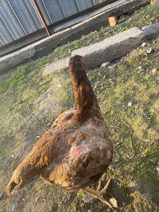 Продам курицу дакан