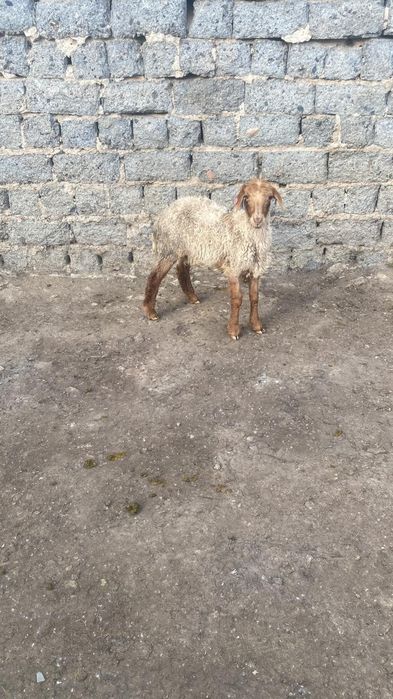 Продам баранов! Қойлар сатылады!