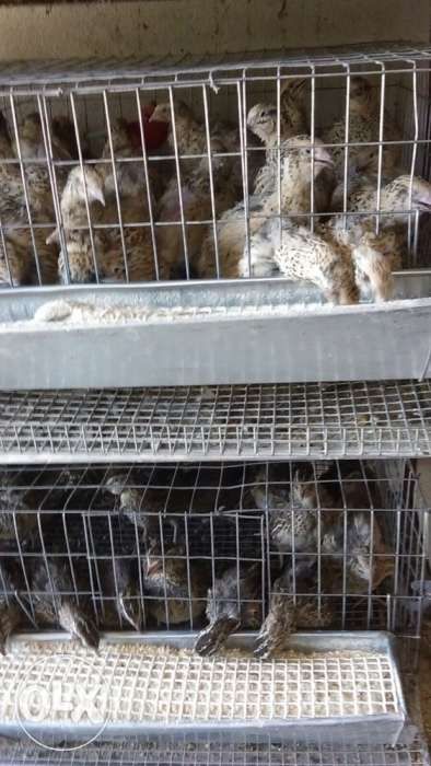 Prepelite-jumbo gold