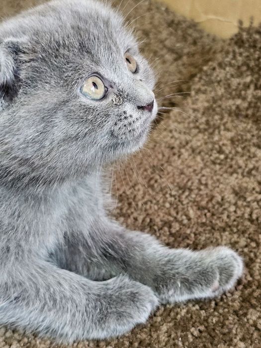 Продаю хорошую красивую  вислоуху.