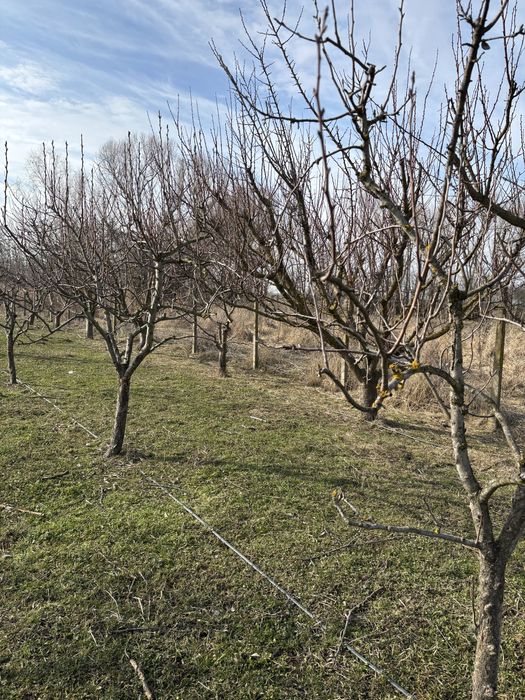 Livada si teren de casa localitatea Hitias, jud Timis