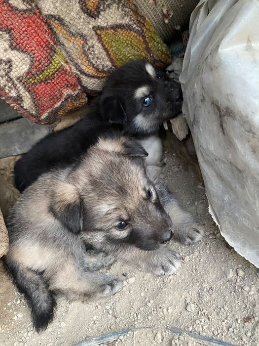 Отдам в добрые руки
