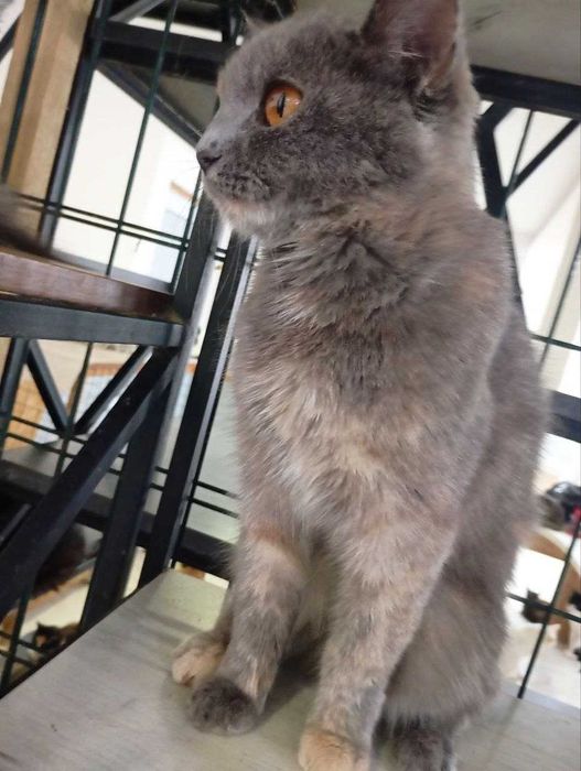 Пристраивается кошечка