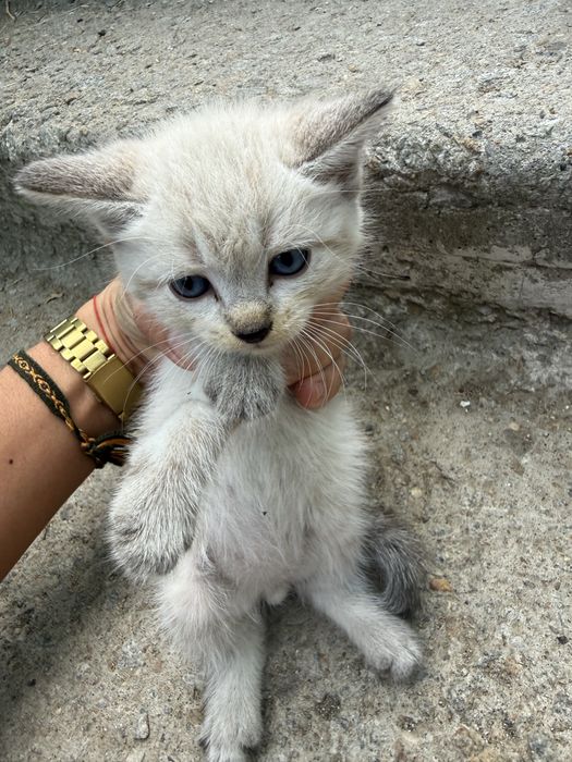 Котята,мальчик и девочка,в хорошие руки