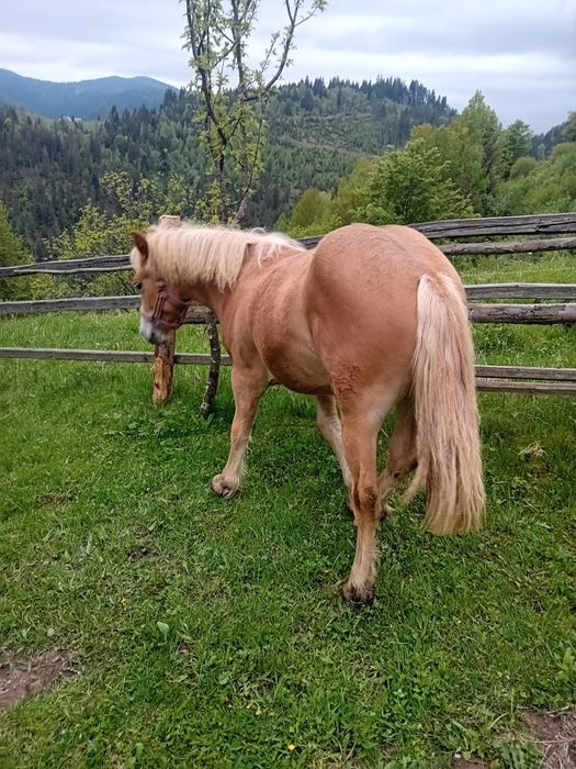Vând iapa de 3 ani și mânza de un an