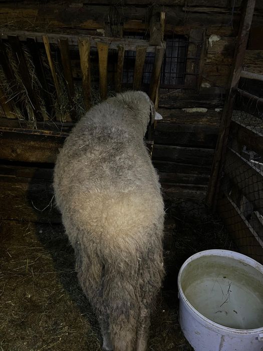 Vând berbecuț de 9 luni