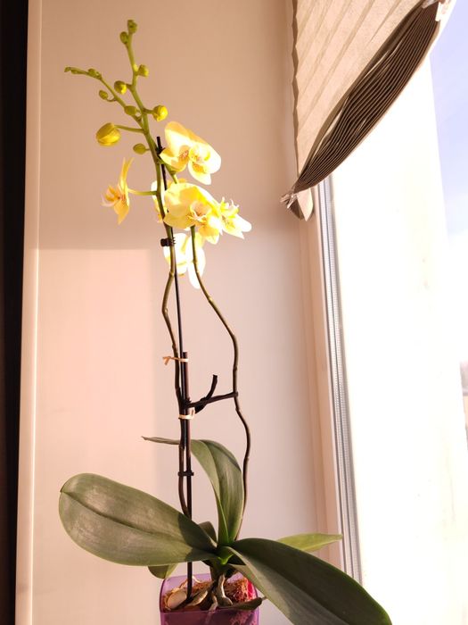 Орхидея фаленопсис