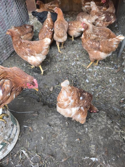 Продам молодых кур Ломанбраун