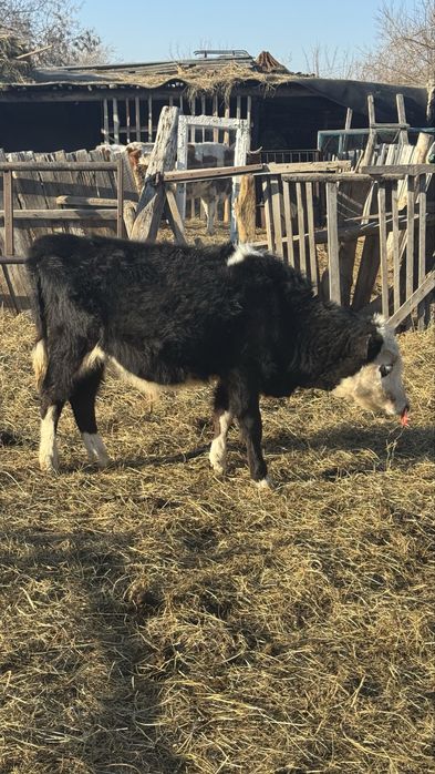 Подсос бычок 8-9 месячный