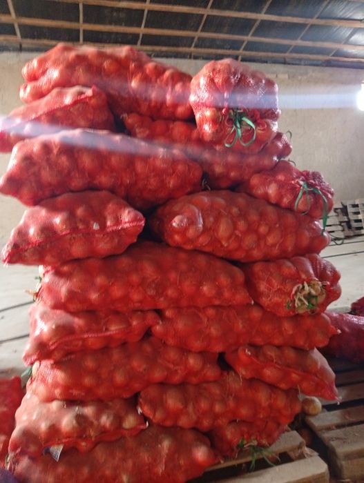 Продам лук репчатый