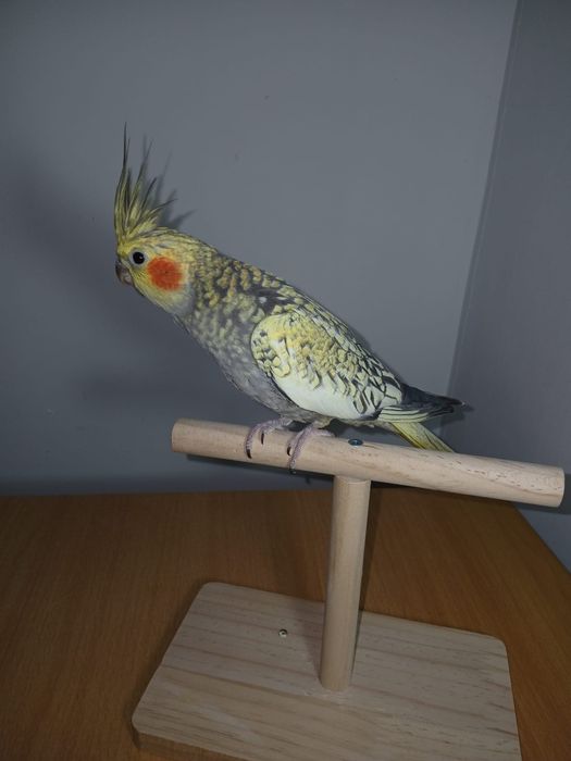 Pui papagali nimfă