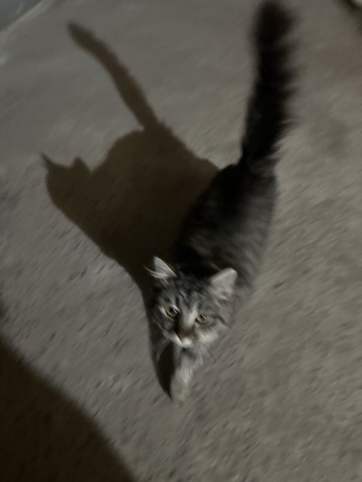 Котенок бесплатно