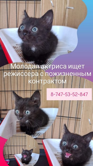 Котёнок девочка игривая