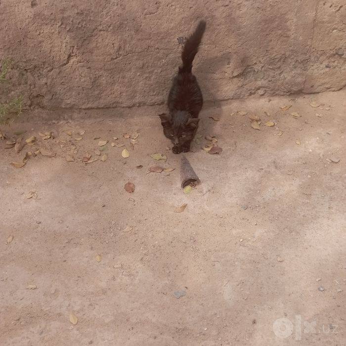 котёнок черный уголёк