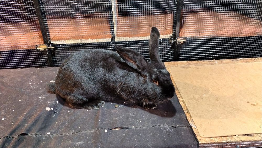 Două iepurite fluture german