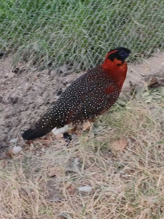 Фазаны - Сатиры (взрослые)