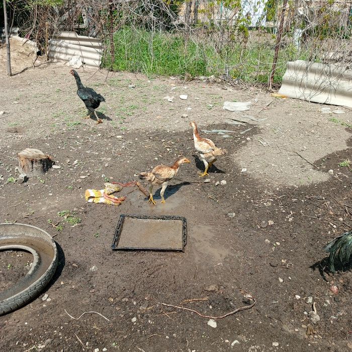 Продам циплят дакан только куры петушков нет