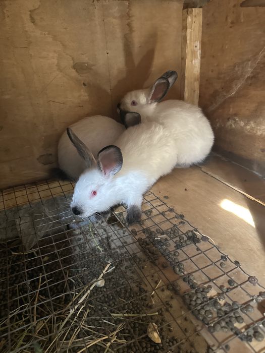 Kaliforniya Quyon bolalari sotiladi  75.dan boshlab  bor yoshiga qarab