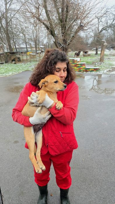 Кученце лабрадор микс