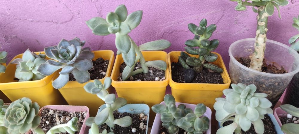 Суккуленты разные распродажа