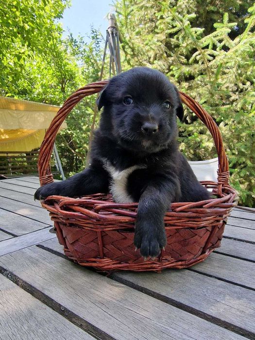 Чудо девчонки щеночки