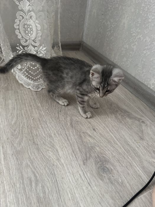 Отдам котенка в добрые руки