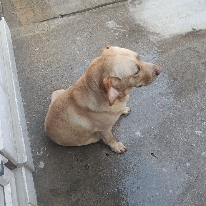 Donez  caine Labrador