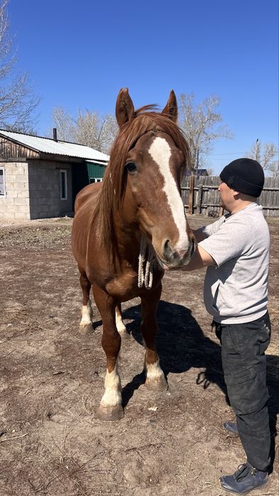 Айғыр Айгыр Аигыр