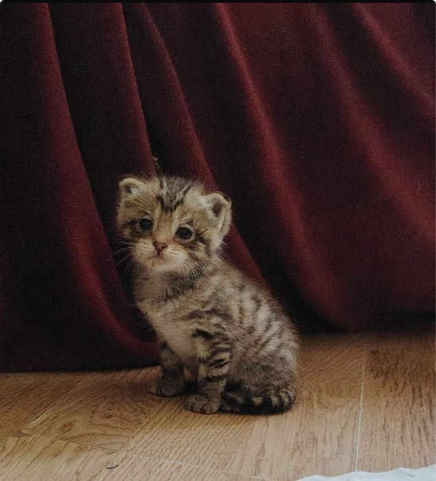 отдам котенка в добрые руки!!