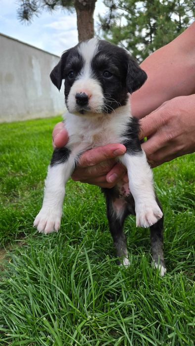 Подарявам кученца - пазачи за двор, размер на Кокер