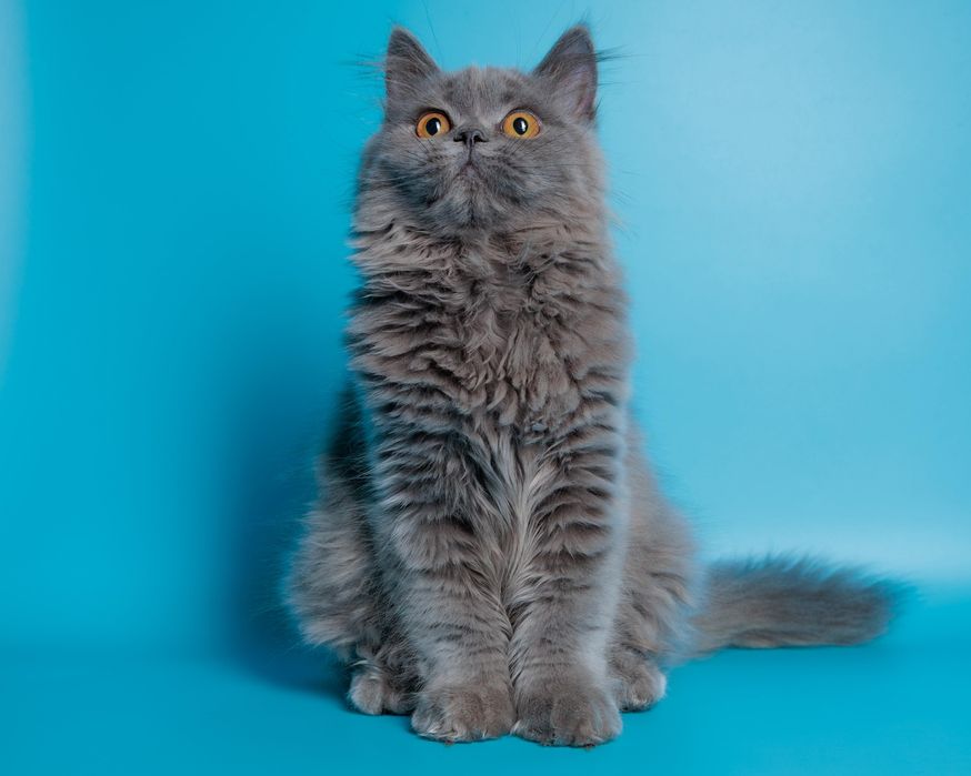 Подрощенный британский котенок