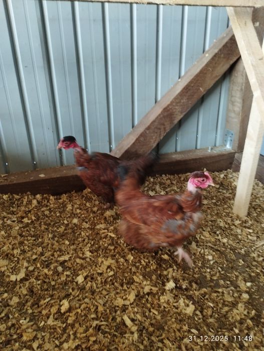 Găinușe golașe pitice