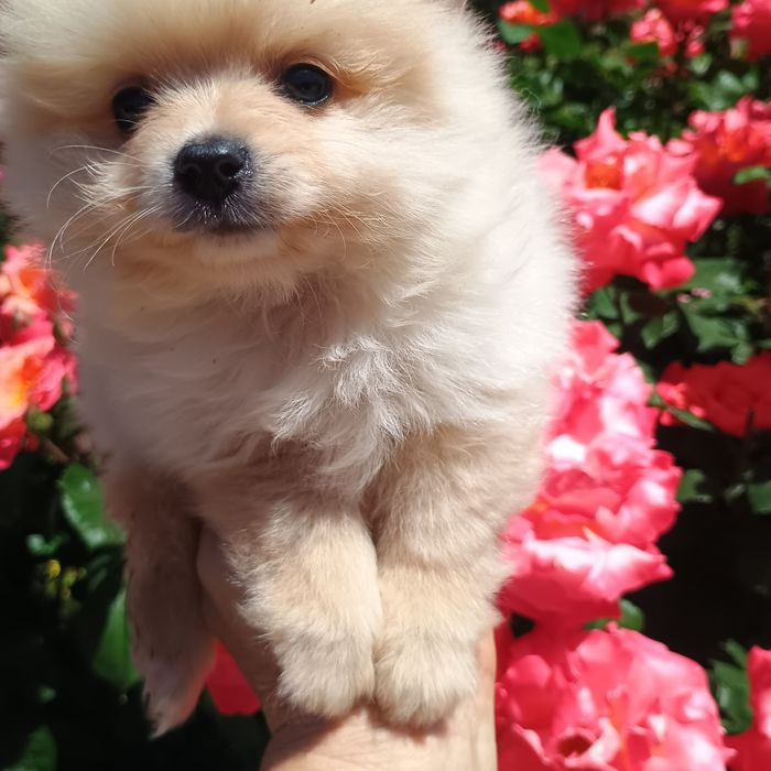 Pomeranian Mini Toy