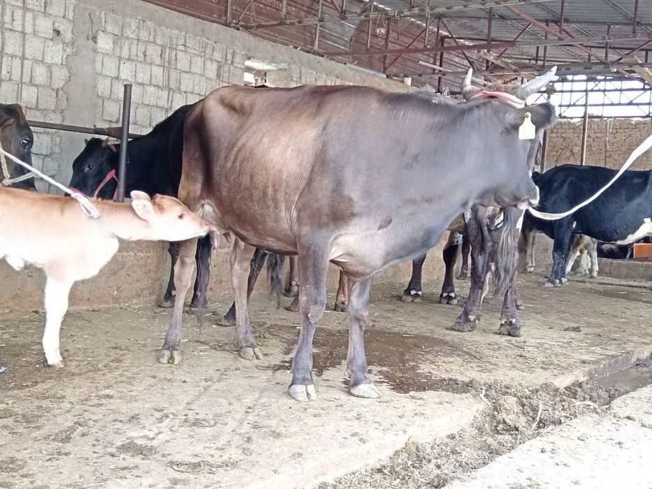 Ona bola sotiladi bolasi xonajin