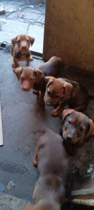 Подаряваме кутрета гончета (смес)