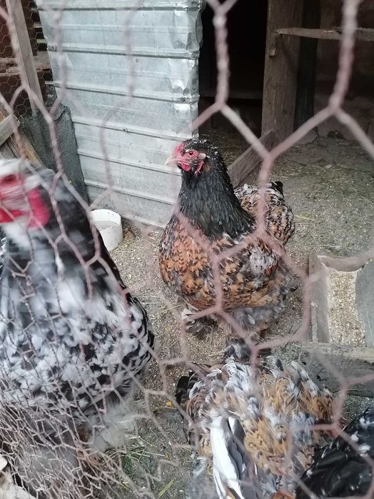Vând oua: Brahma portelan și Brahma potarnichiu
