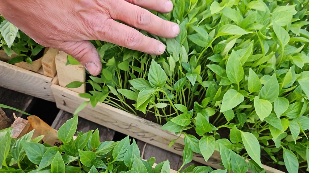 Рассада перец баклажан