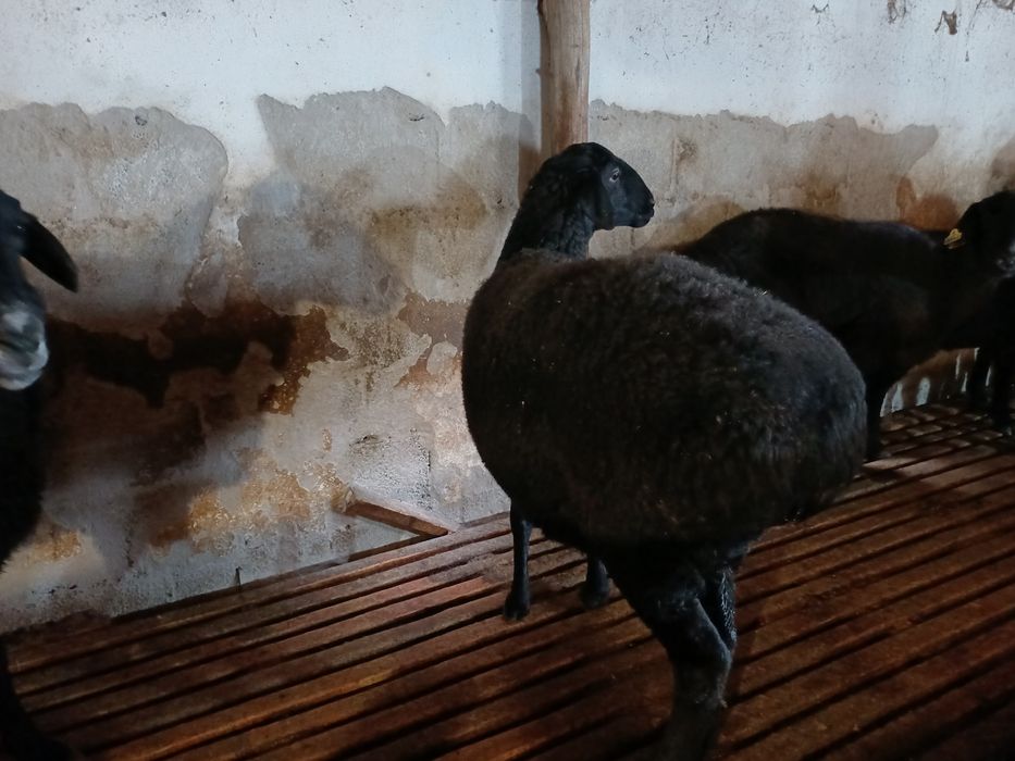 Сойыска койлар бар