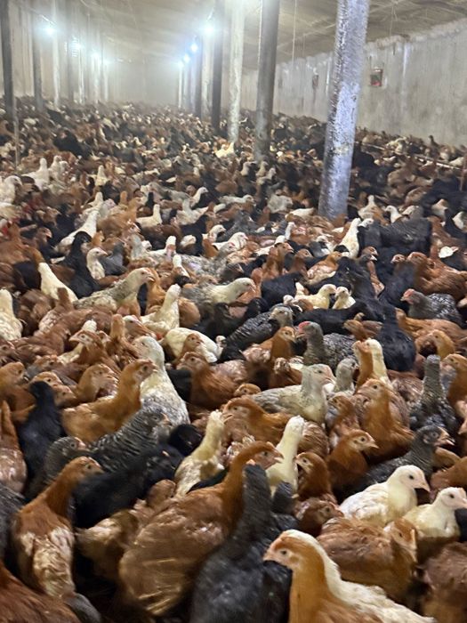 Vând pui mixti și de carne