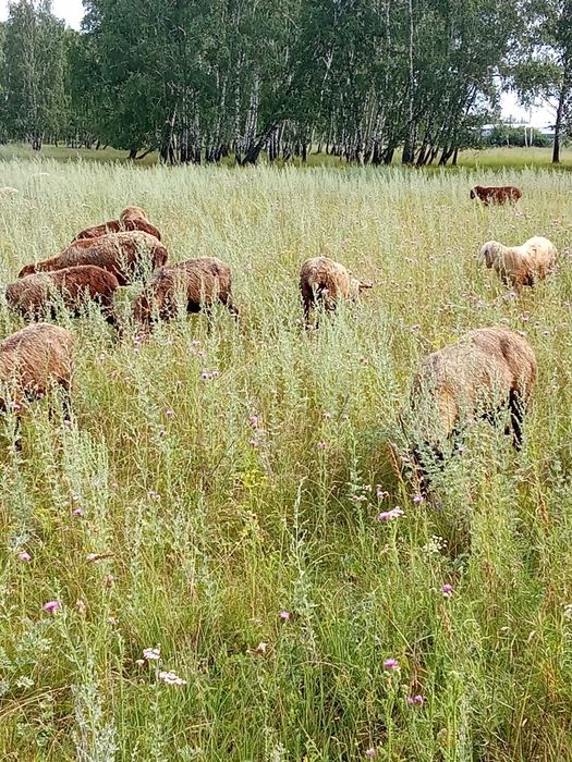 Продам баранов оптом.