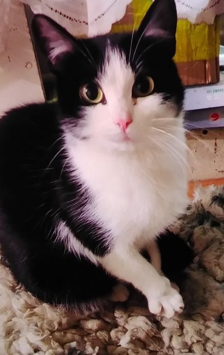 Кошки в добрые руки